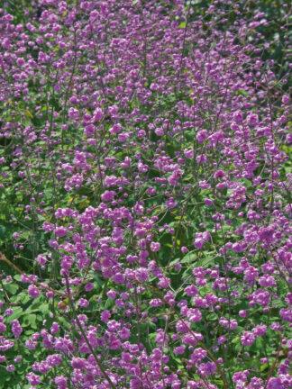 Thalictrum  Hewitt's Double