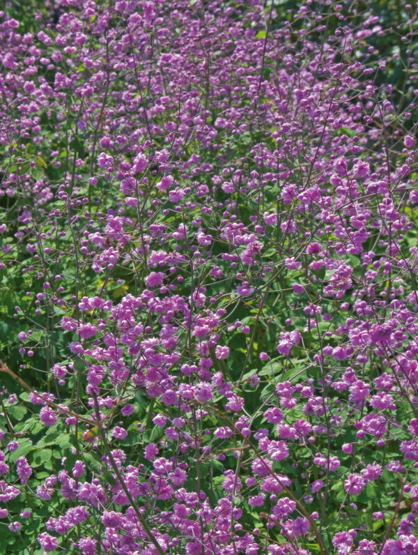 Thalictrum  Hewitt's Double