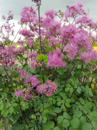 Thalictrum My Little Favourite