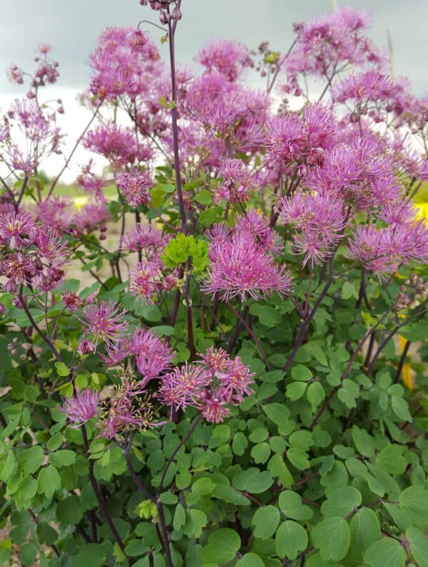 Thalictrum My Little Favourite