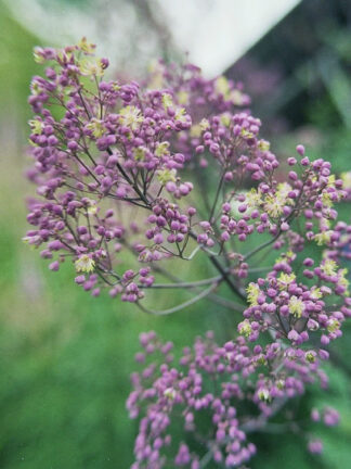 Thalictrum  Anne
