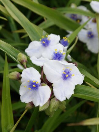 Tradescantia  Osprey