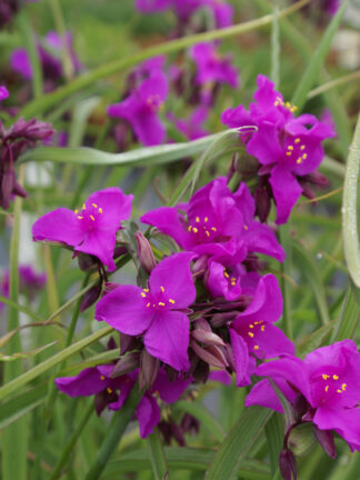 Tradescantia  Red Grape