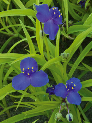 Tradescantia  Sweet Kate