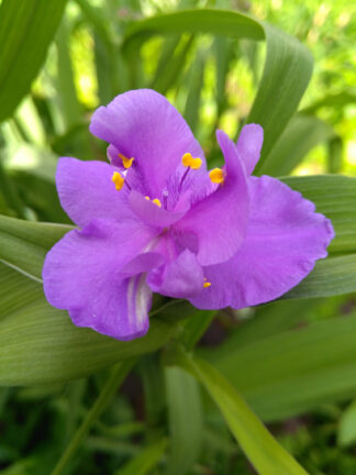 Tradescantia Charlotte