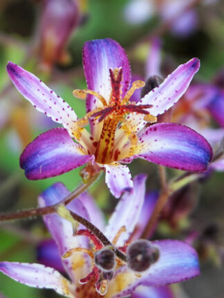 Tricyrtis Taiwan Adbane