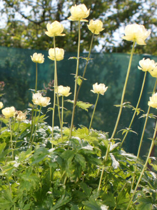 Trollius  Cheddar
