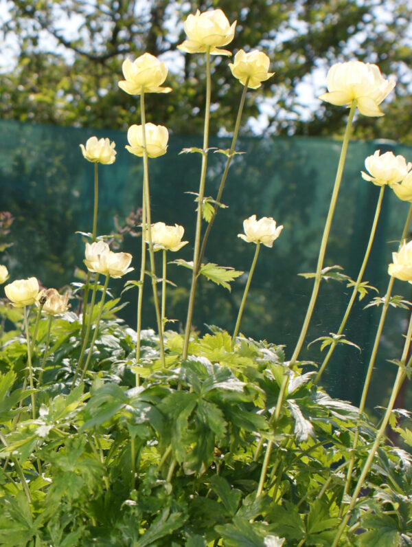 Trollius  Cheddar