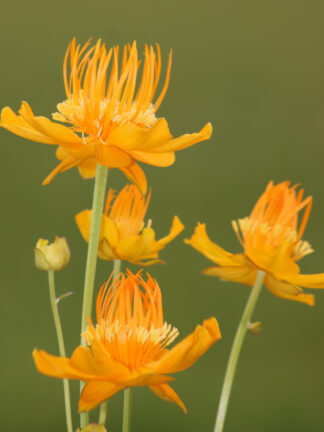 Trollius  Golden Queen