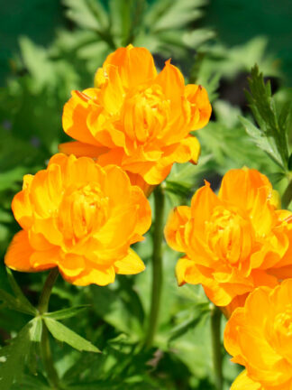 Trollius  Superbus