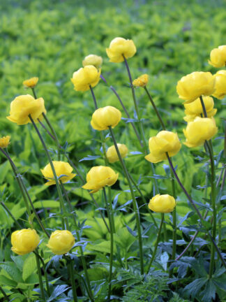 Trollius  Alabaster