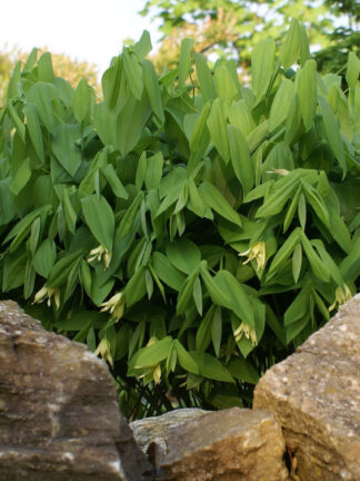 Uvularia  Grandiflora