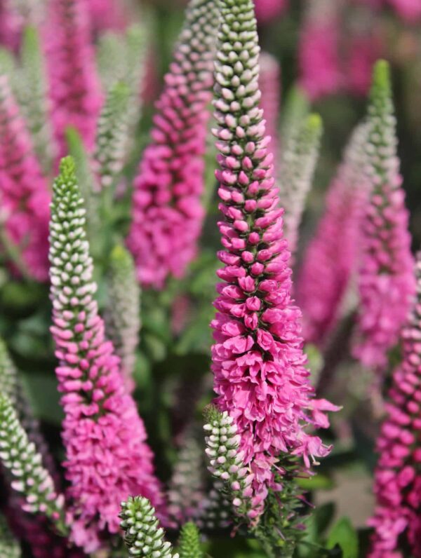 Veronica Pink Candles