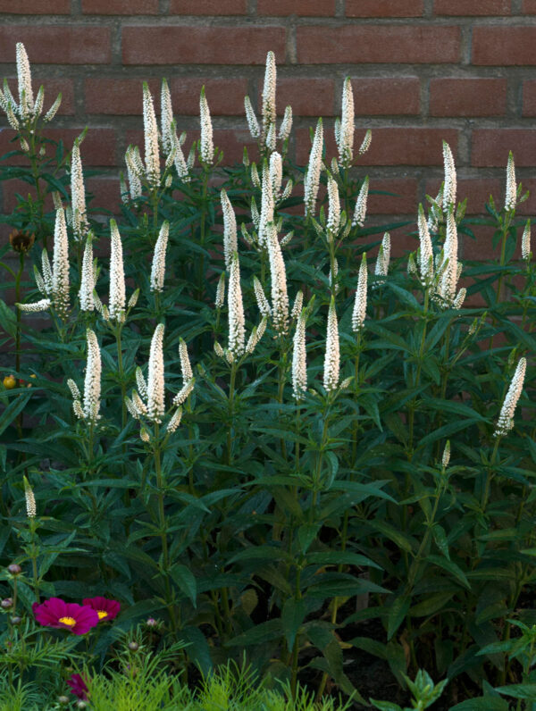 Veronica  First Lady
