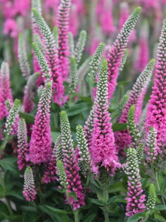 Veronica  Pink Marshmallow