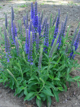 Veronica  Baby Blue