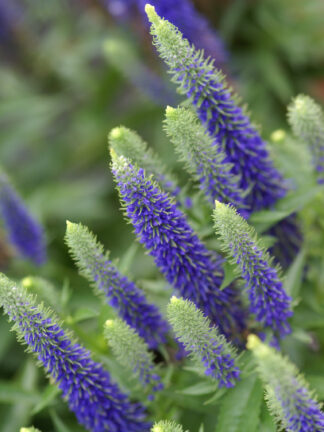 Veronica  Ulster Blue Dwarf