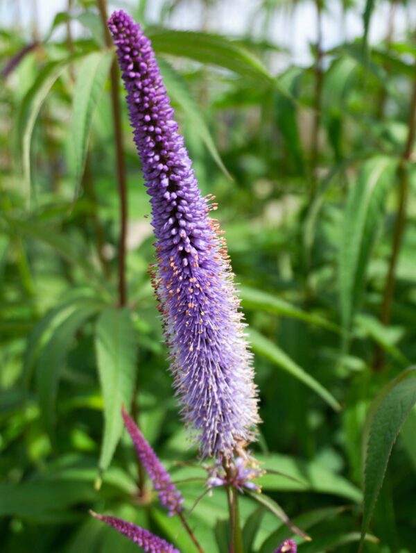 Veronicastrum  Apollo
