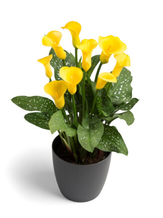 Zantedeschia  Gold Crown