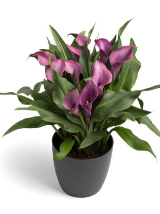 Zantedeschia  Grape Velvet