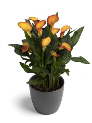Zantedeschia  Morning Sun