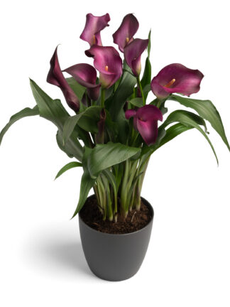 Zantedeschia Night Club