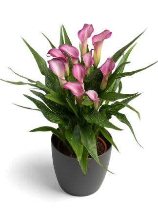 Zantedeschia Purple Beat
