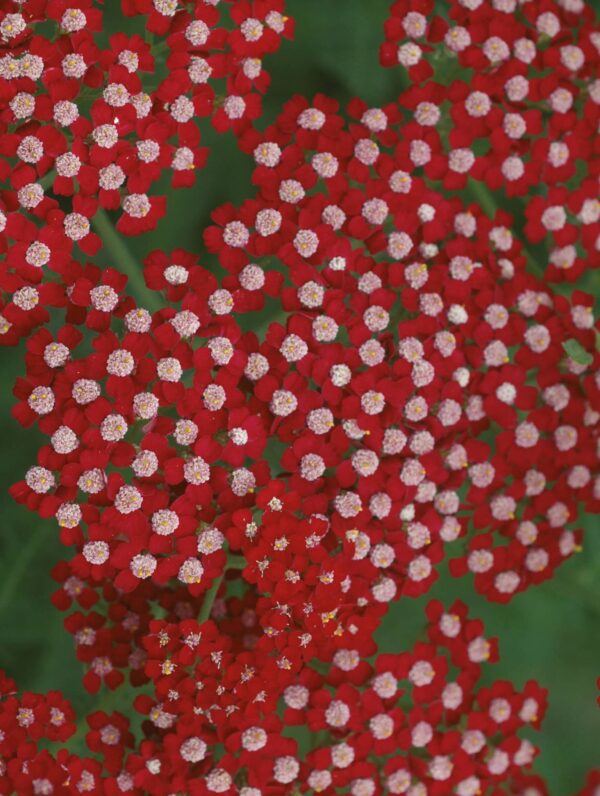 Achillea  Laura