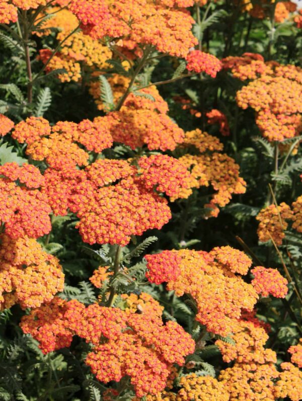 Achillea  Terracotta