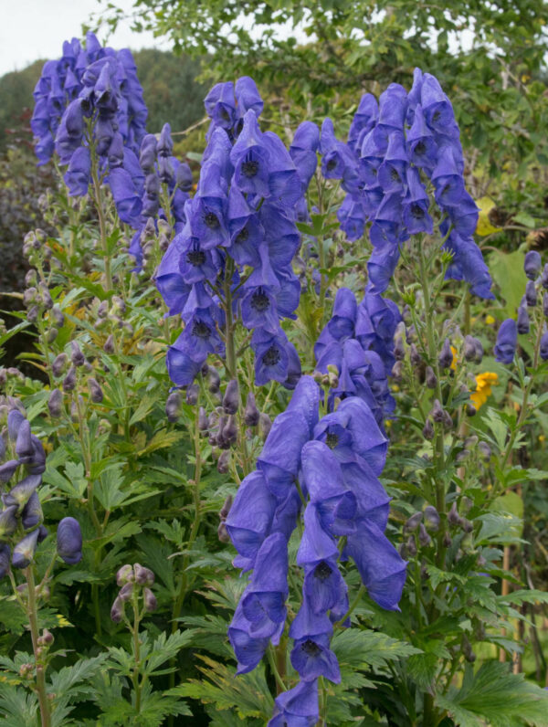 Aconitum  Arendsii