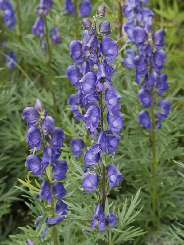 Aconitum  Napellus