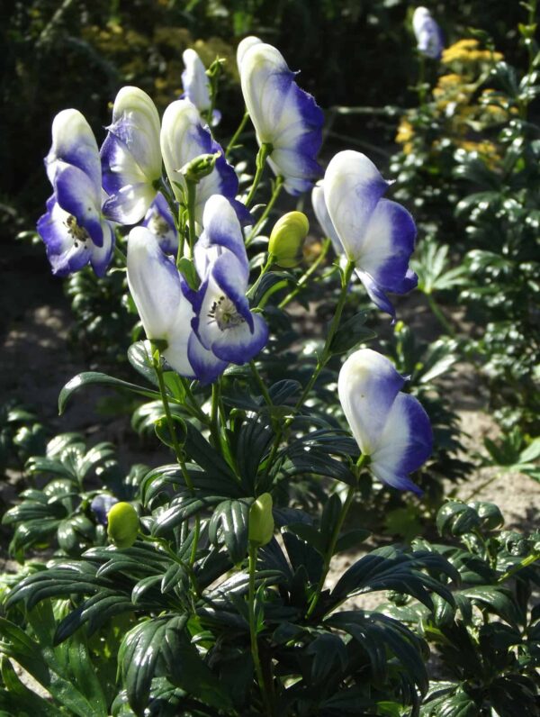 Aconitum  Bicolor