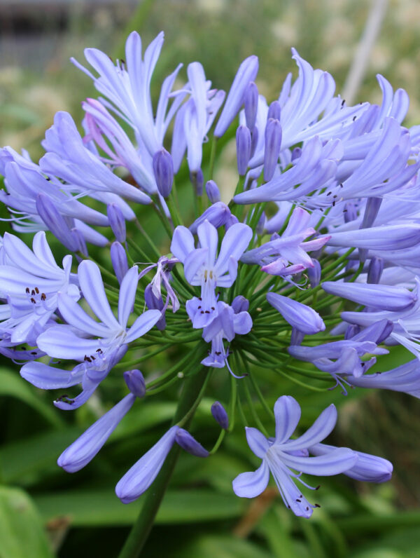 Agapanthus Swedish Blue