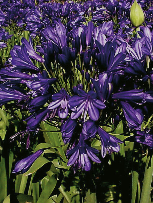 Agapanthus  Blue Velvet