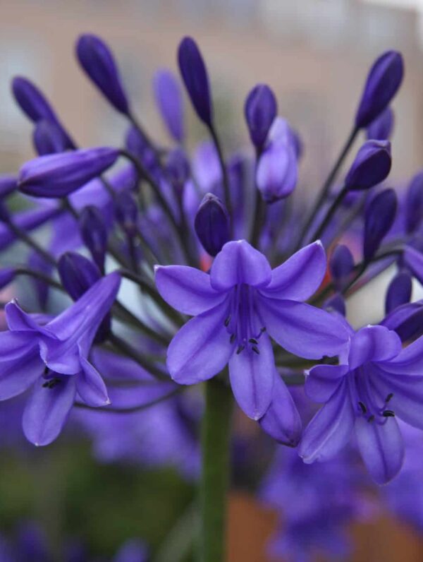 Agapanthus  Peter Pan