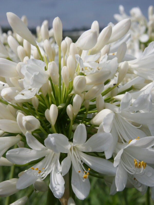Agapanthus  Polar Ice