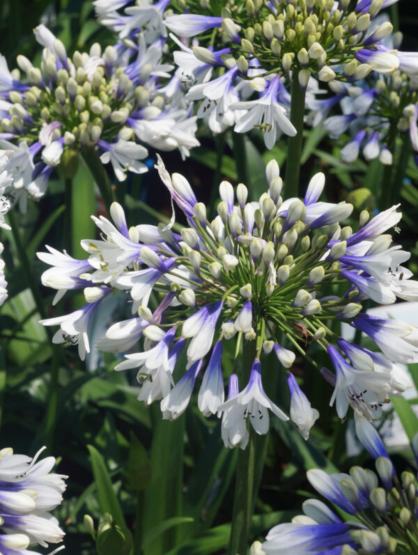 Agapanthus  Twister
