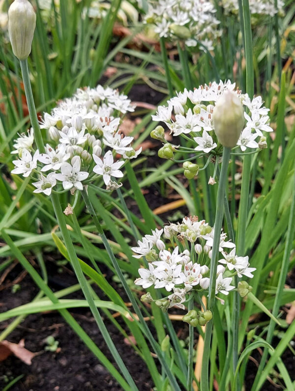 Allium Cliffs of dover