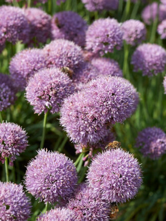 Allium Sugar Melt
