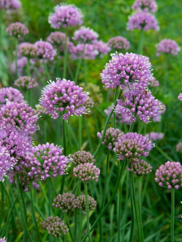 Allium  Lisa blue