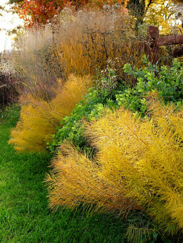 Amsonia hubrichtii