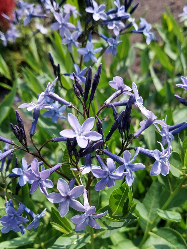 Amsonia  Blue Ice