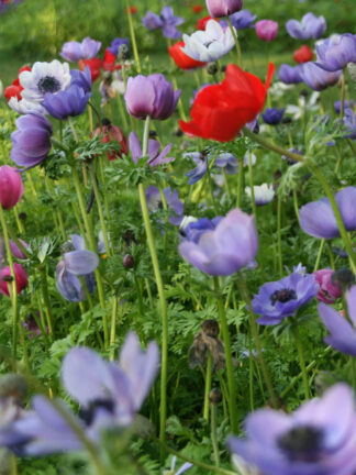Anemone Cor. De Caen Mixed