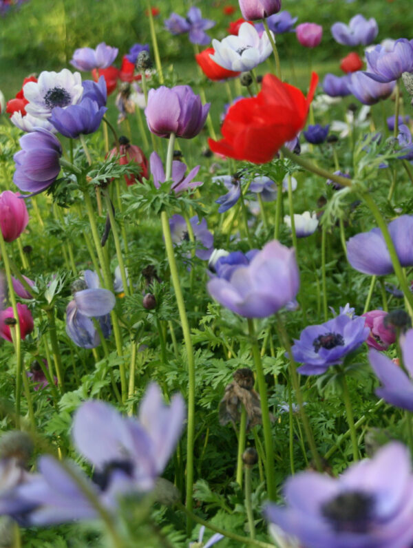 Anemone Cor. De Caen Mixed