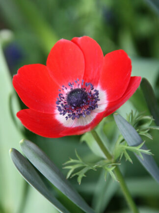 Anemone Cor. Hollandia