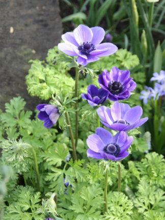 Anemone Cor. Mr. Fokker