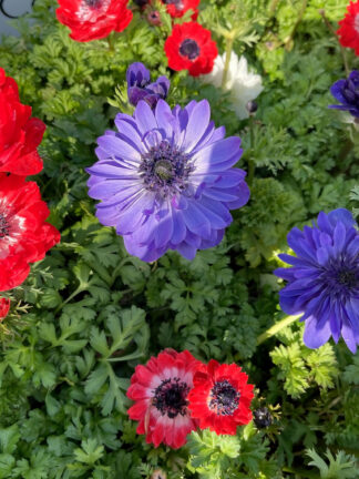 Anemone St. Brigid Mix