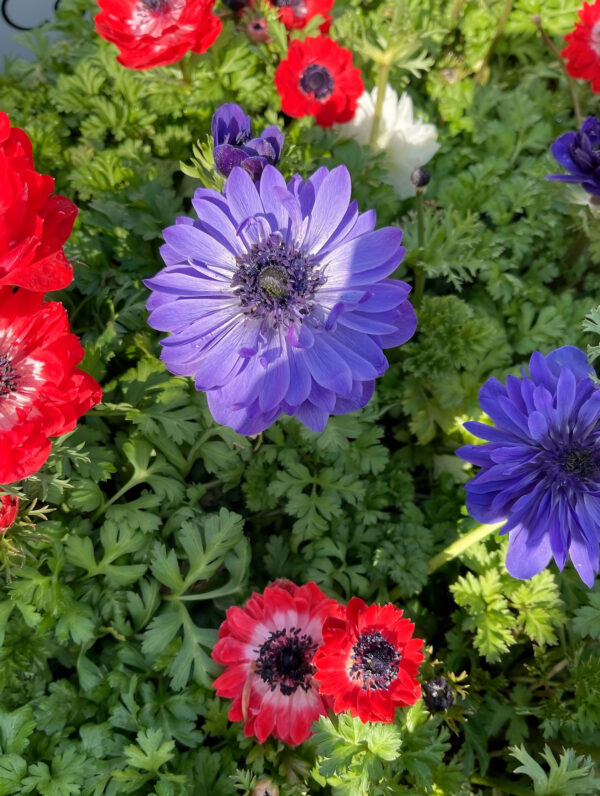 Anemone St. Brigid Mix
