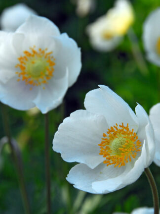 Anemone Cor. The Bride