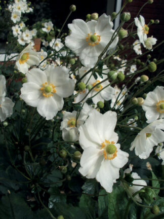 Anemone  Andrea Atkinson